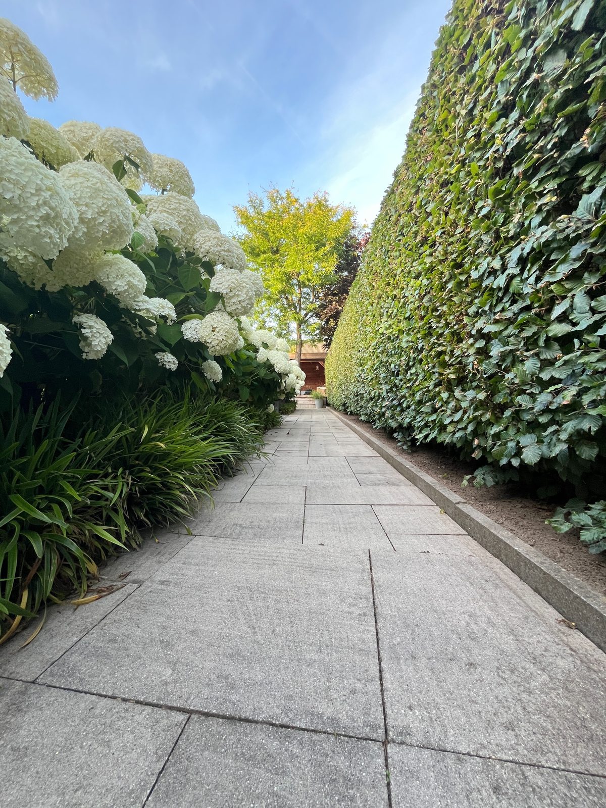 Lang tuinpad van natuursteen langs een hoge haag en hortensia’s